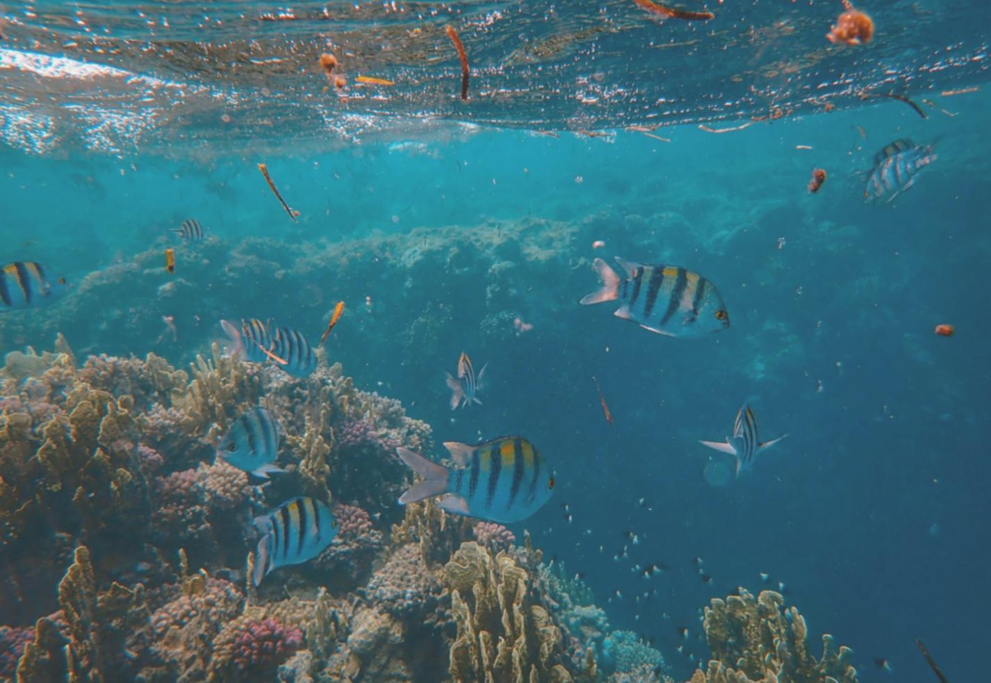 Робоче середовище в офісі Synaptyxa